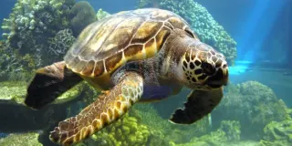 Marmaris Dalyan ve Kaplumbağa Plajı Tekne Turu - 3