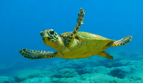 Marmaris Dalyan ve Kaplumbağa Plajı Otobüs Turu